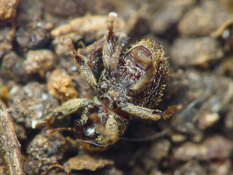 Acalles (Acalles) echinatus (Germar, 1824)